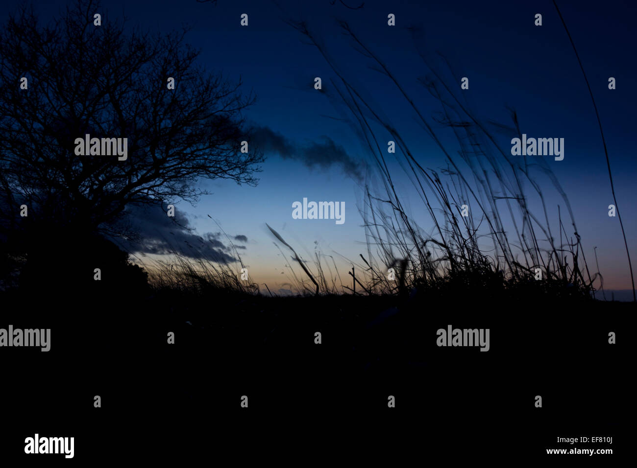 Night sky rural Norfolk trees fields Stock Photo