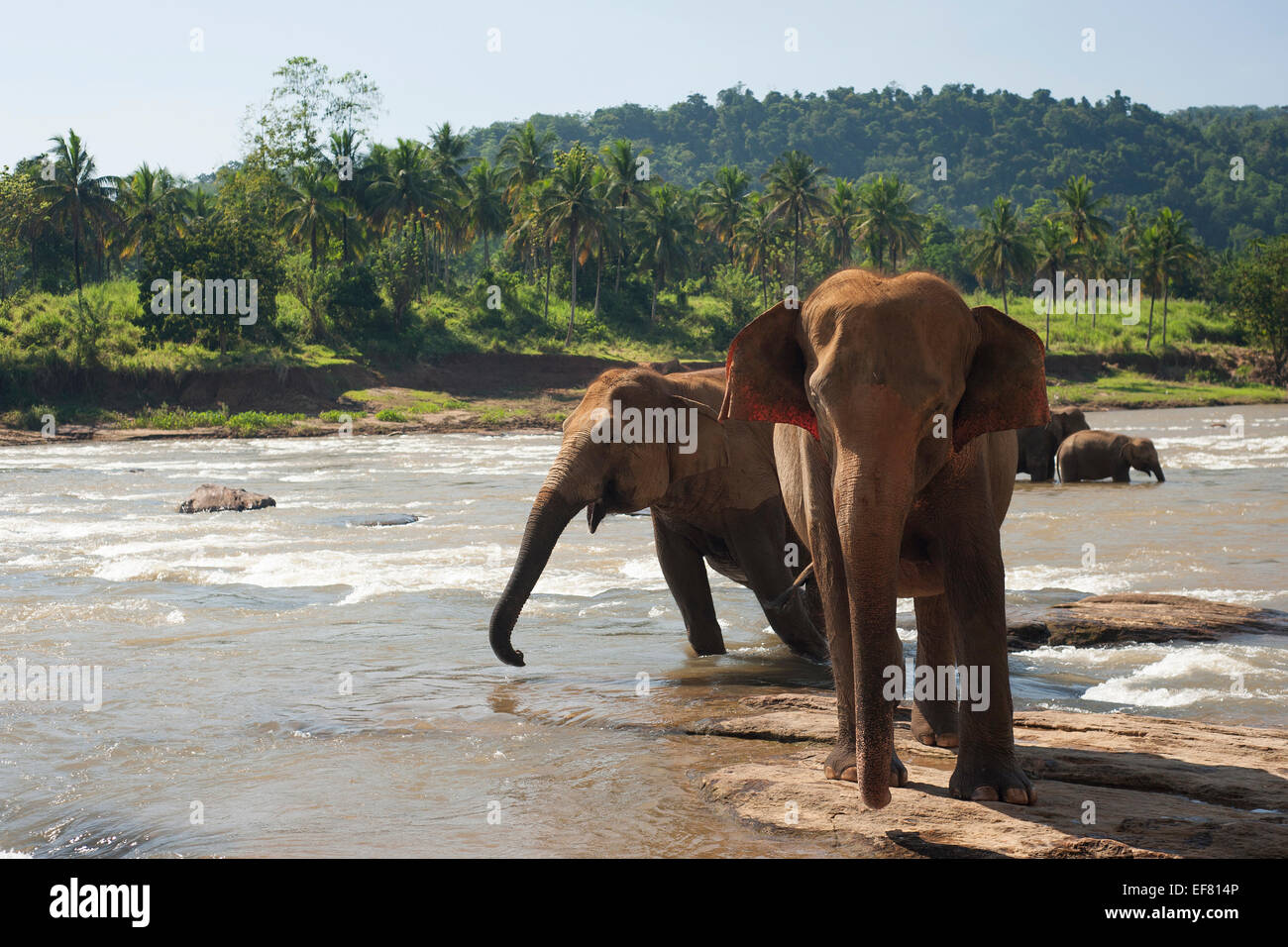 Elephant group in the river, Pinawella, Sri Lanka Stock Photo