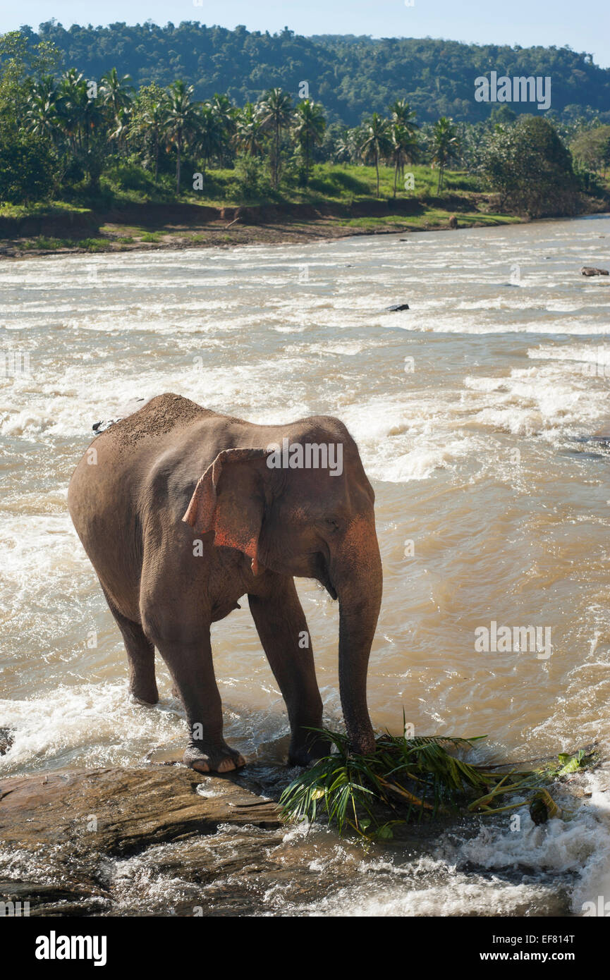 Elephant in park Pinawella. Sri Lanka Stock Photo