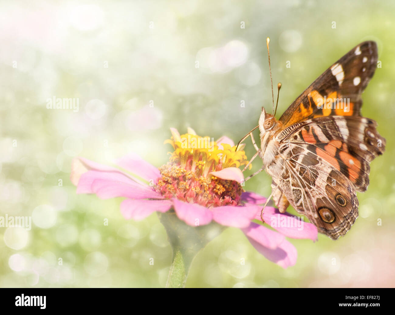 Dreamy image of an American Painted Lady butterfly Stock Photo