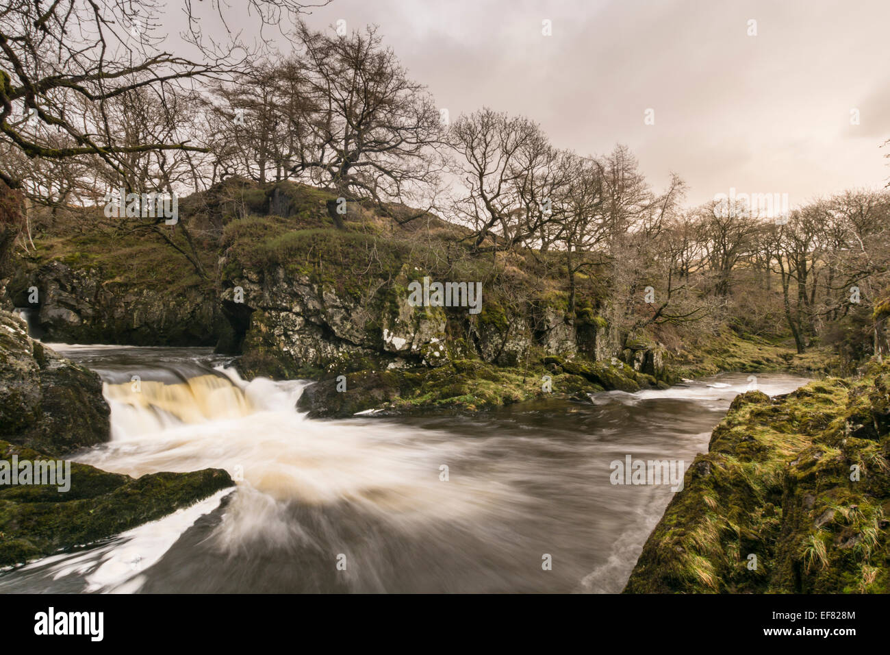 Snow Falls on the famous Ingleton Waterfalls walk in the Yorkshire Dales. Stock Photo