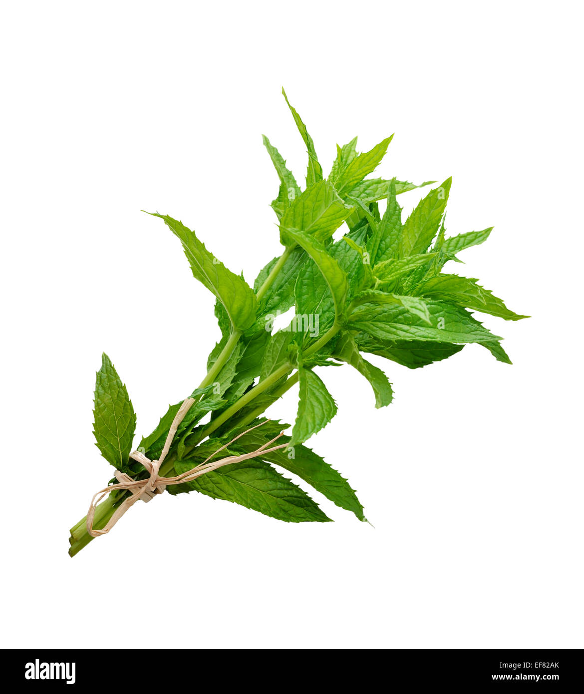 Peppermint Isolated On White Background Stock Photo - Alamy