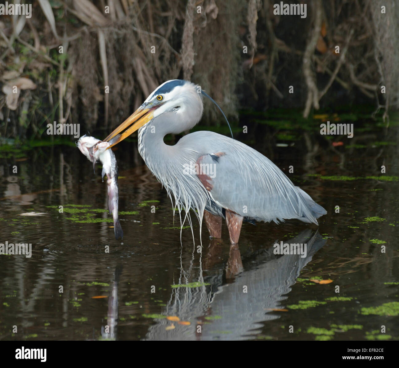 Great Blue Heron Feeding In Florida Wetlands Stock Photo