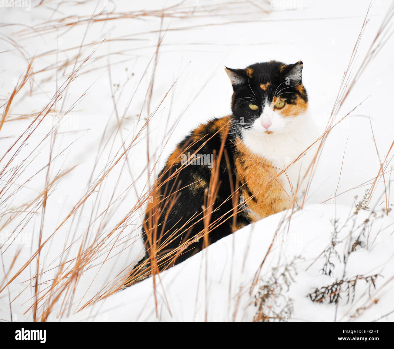 Beautiful calico cat in snow on a cold gray winter day Stock Photo