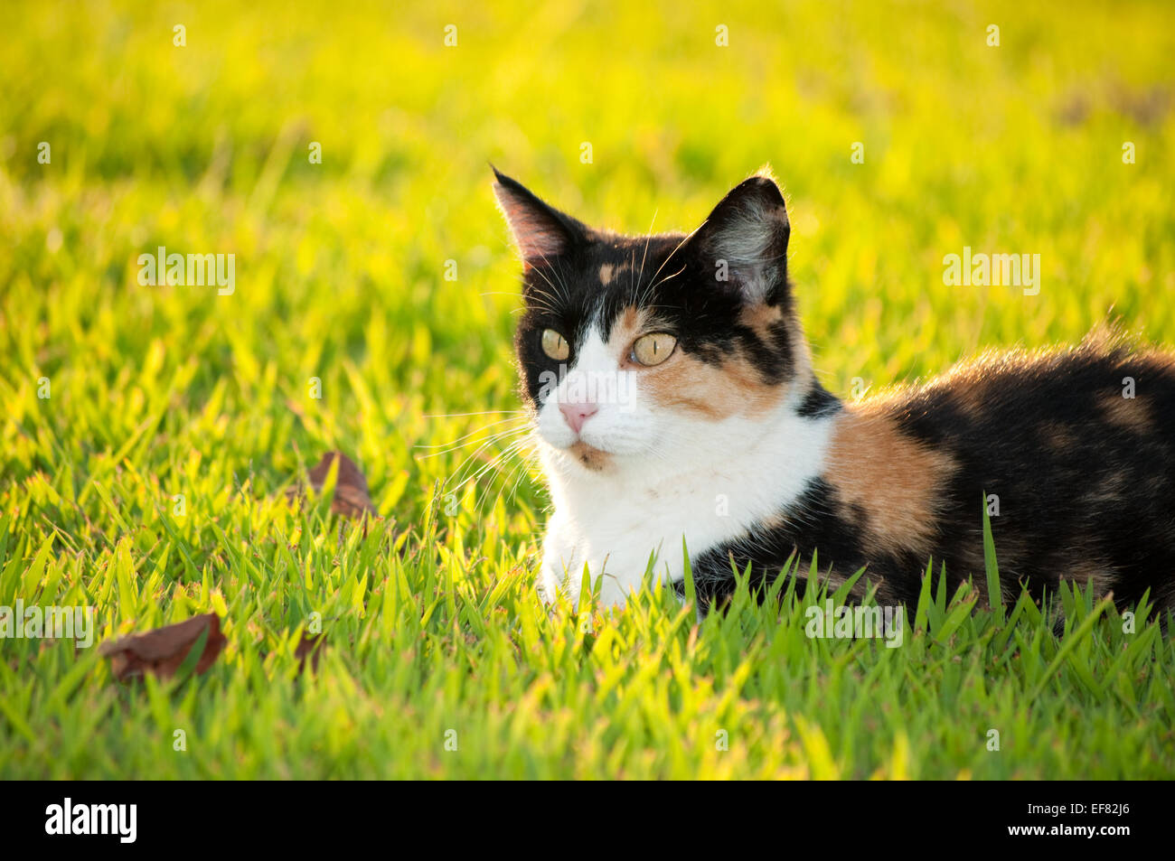 Beautiful calico cat in grass in bright sunshine Stock Photo