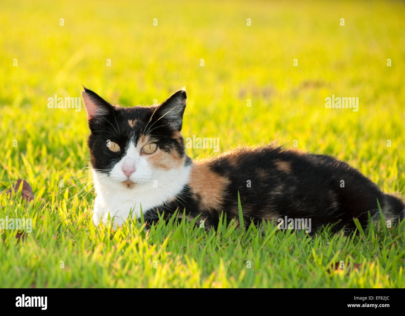 Beautiful, colorful calico cat in grass in bright sunshine Stock Photo