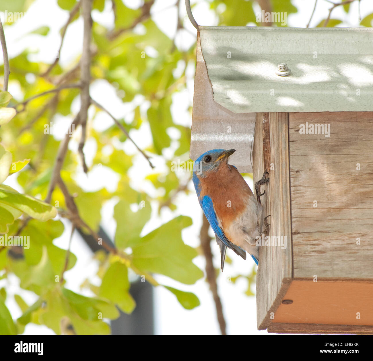Eastern Bluebird, Sialia sialis, at the nest box Stock Photo - Alamy
