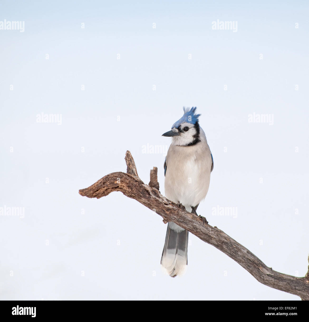 Beautiful Blue Jay perched on a dry tree limb against cloudy sky Stock Photo