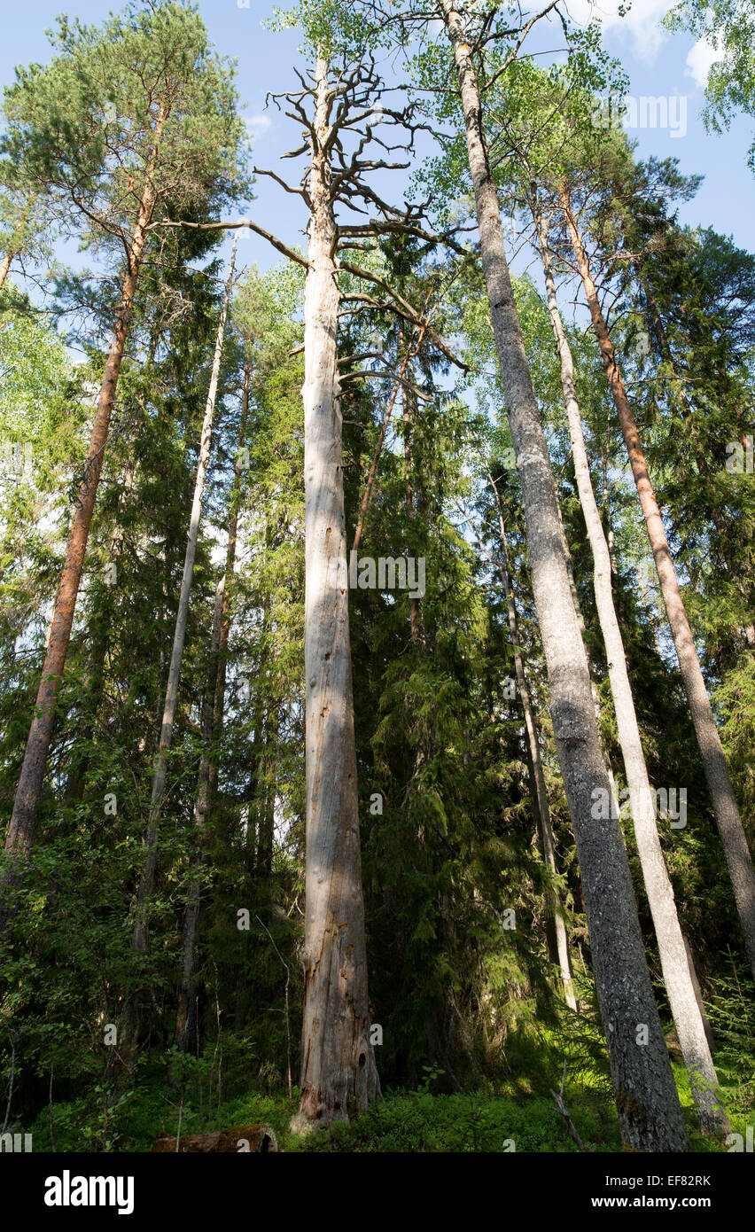 Large dead standing pine tree ( pinus sylvestris ) , which is protected by the Finnish nature conservation act ,  in the forest , Finland Stock Photo