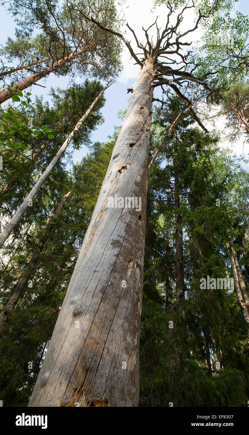 Isolated Large dead standing pine tree trunk ( pinus sylvestris ) , which is protected by the Finnish nature conservation act   , Finland Stock Photo