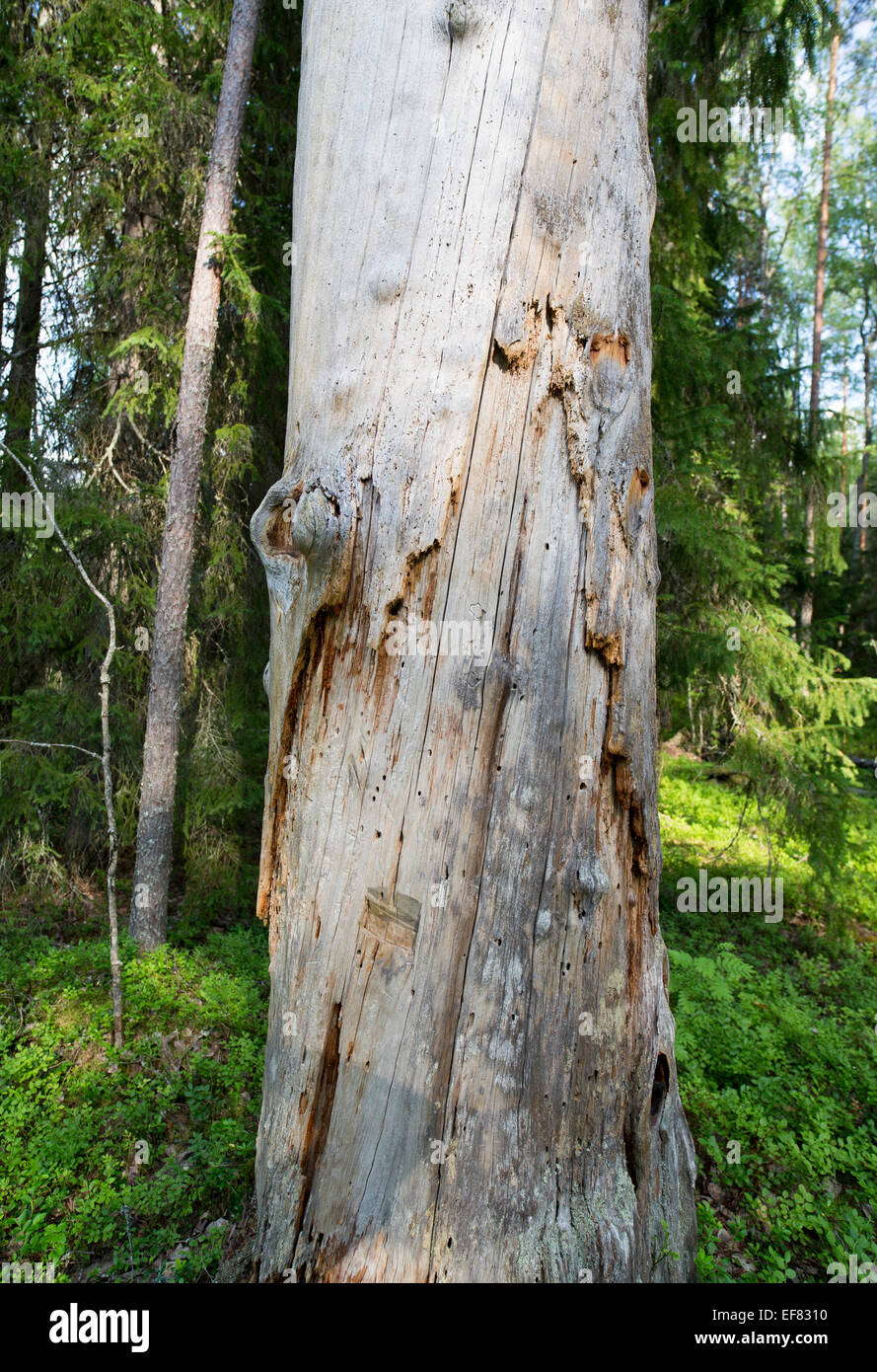 isolated Large dead standing pine tree trunk ( pinus sylvestris ) , which is protected by the Finnish nature conservation act   , Finland Stock Photo