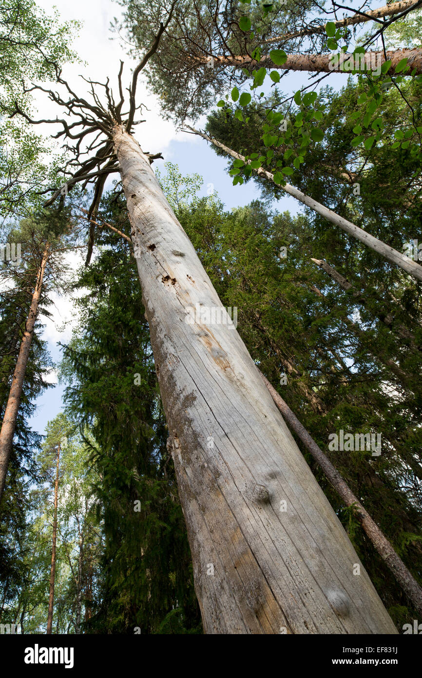 Isolated Large dead standing pine tree trunk ( pinus sylvestris ) , which is protected by the Finnish nature conservation act  , Finland Stock Photo