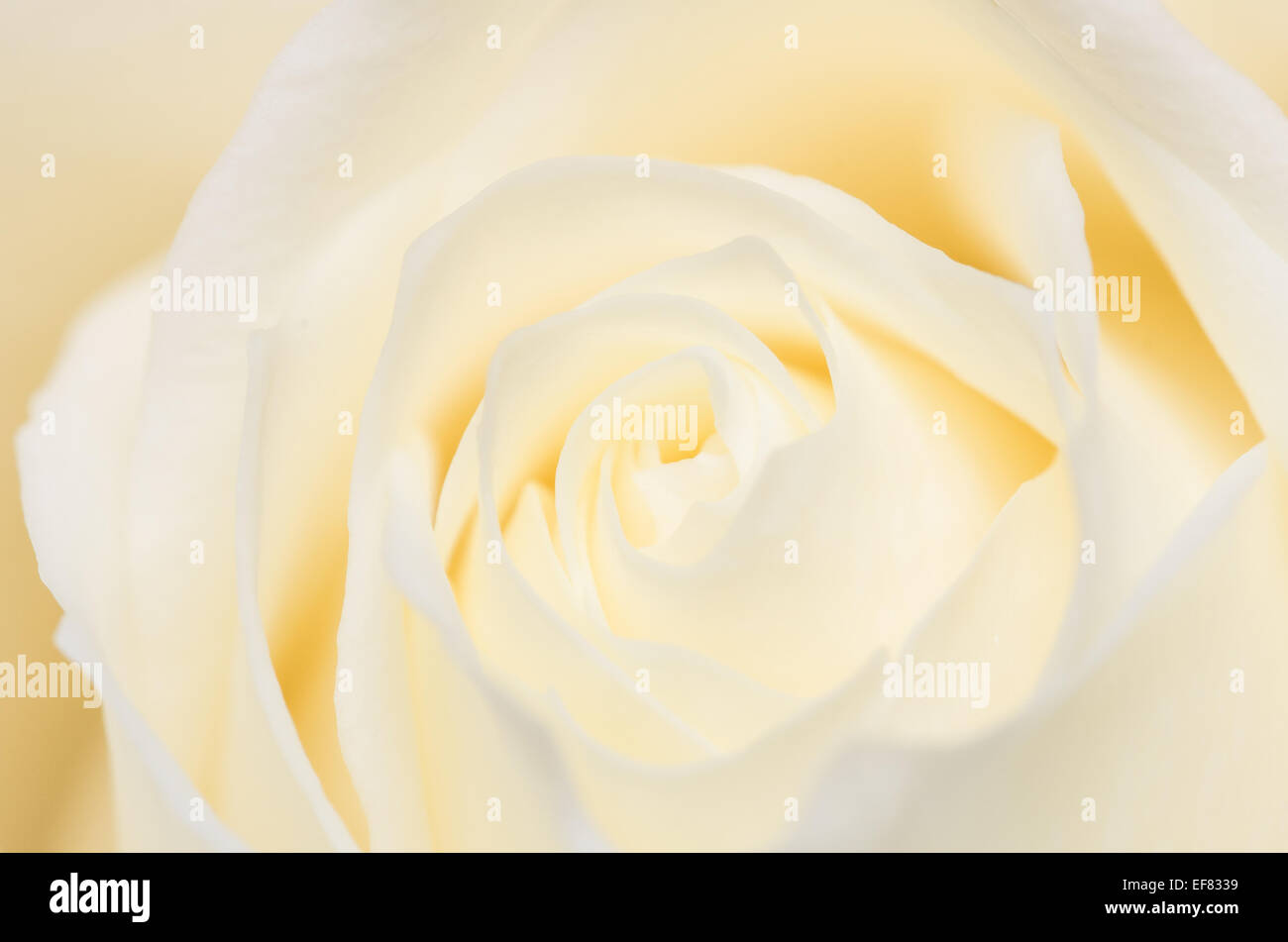 A delicate close up of the heart of a rose. I love the way the petals form a swirling pattern drawing the eye into the image. Stock Photo