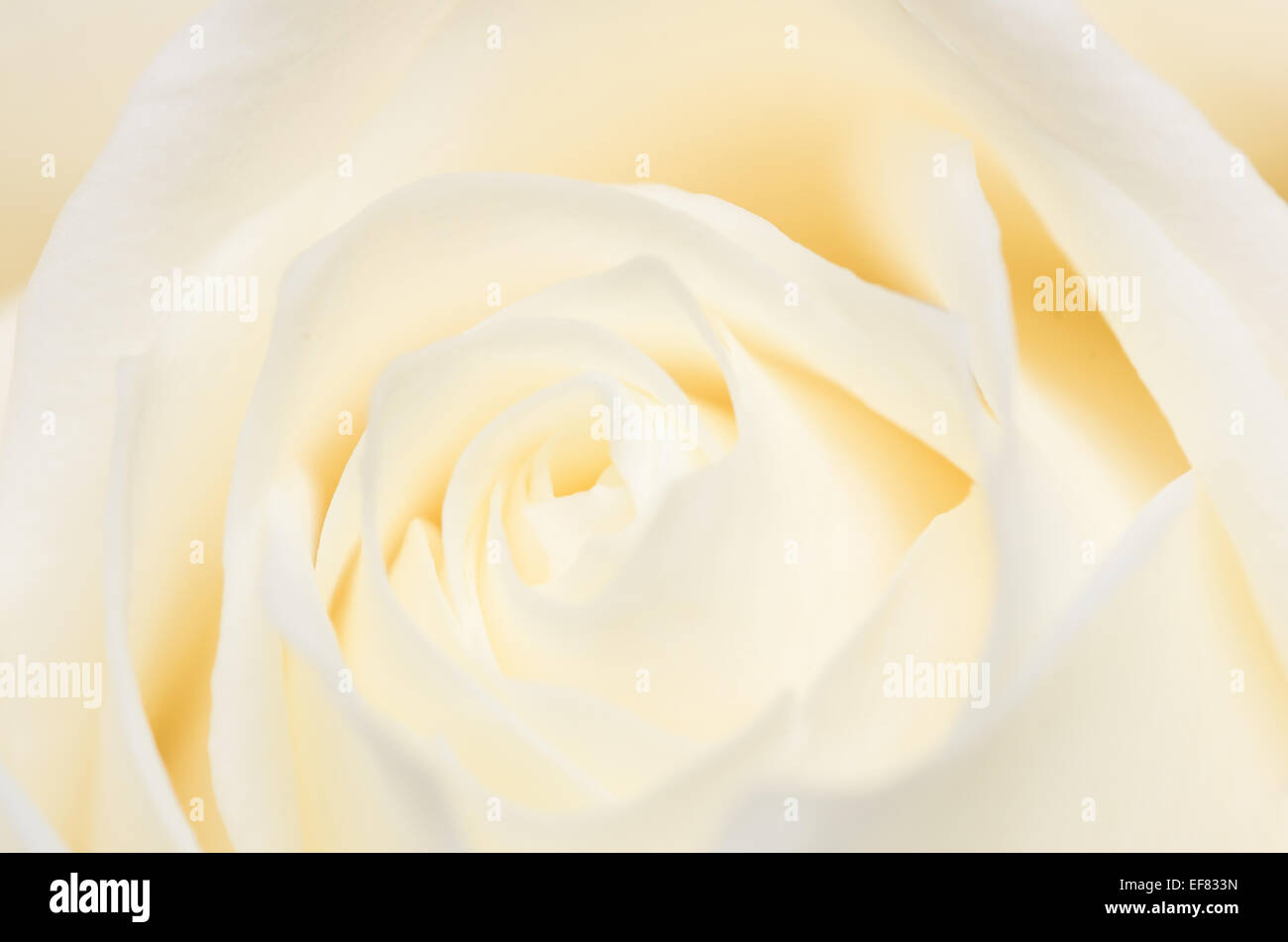 A delicate close up of the heart of a rose. I love the way the petals form a swirling pattern drawing the eye into the image. Stock Photo