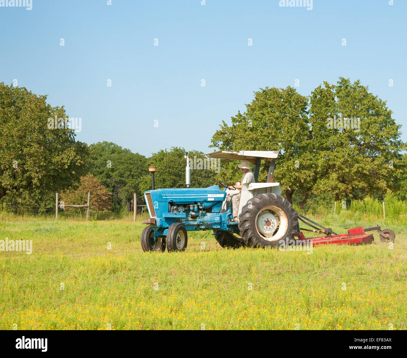 Cutting weeds in the pasture with a tractor and a bush hog on a