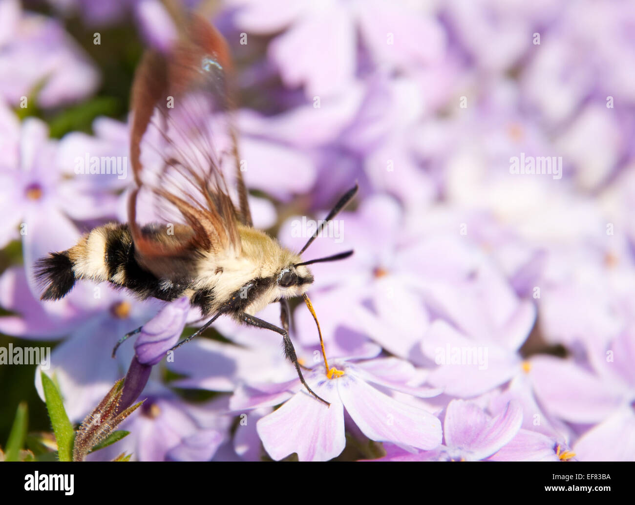 Hummingbird Clearwing Moth, Hemaris thysbe, feeding on purple phlox flowers in early spring Stock Photo