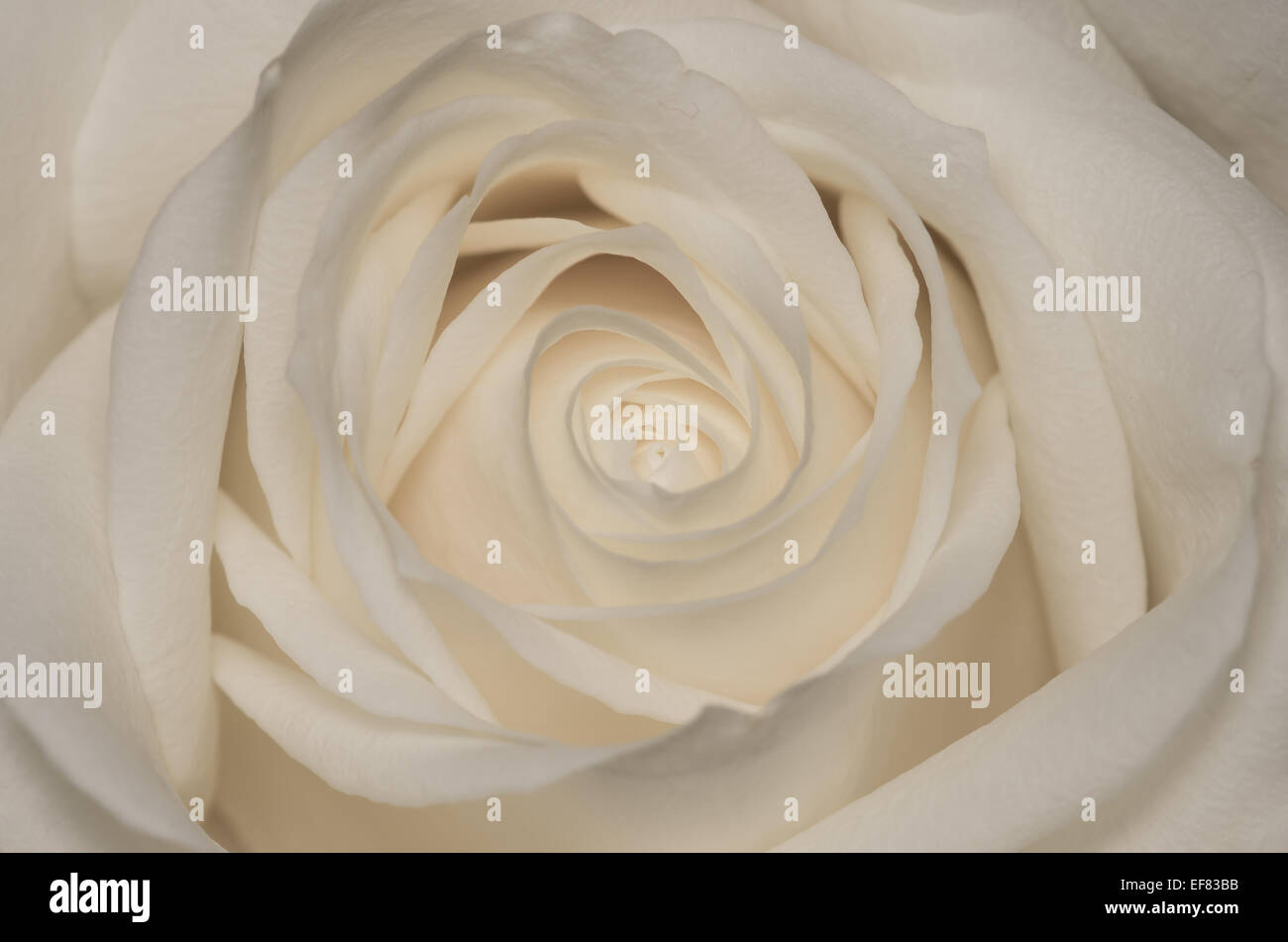 A delicate close up of the heart of a rose. I love the way the petals form a swirling pattern drawing the eye into the image. Stock Photo