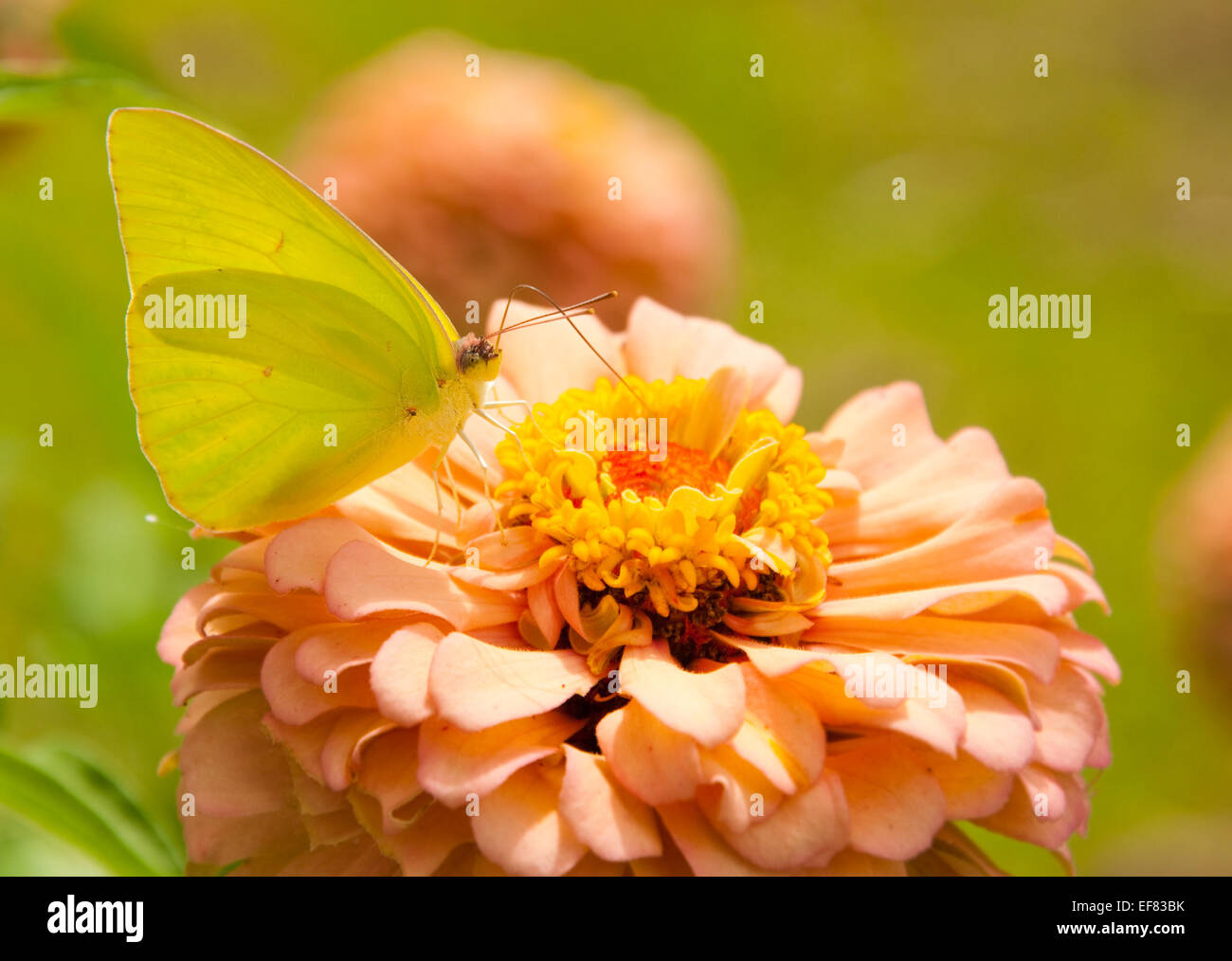 Cloudless Sulphur Butterfly feeding on a salmon colored Zinnia Stock Photo