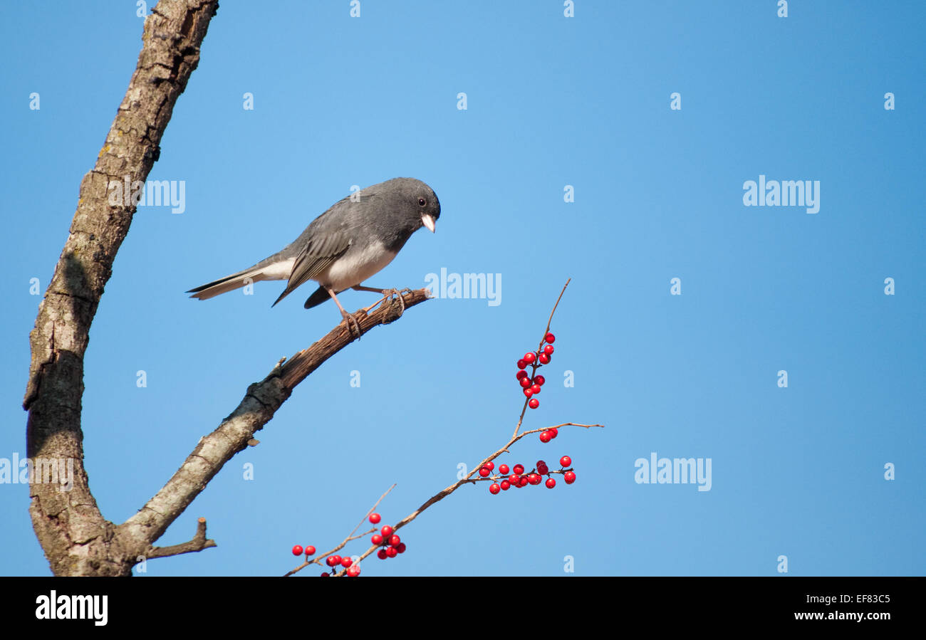 Dark-eyed Junco, Junco hyemalis, perched in a Possumhaw tree against clear blue sky, looking at red berries to eat Stock Photo