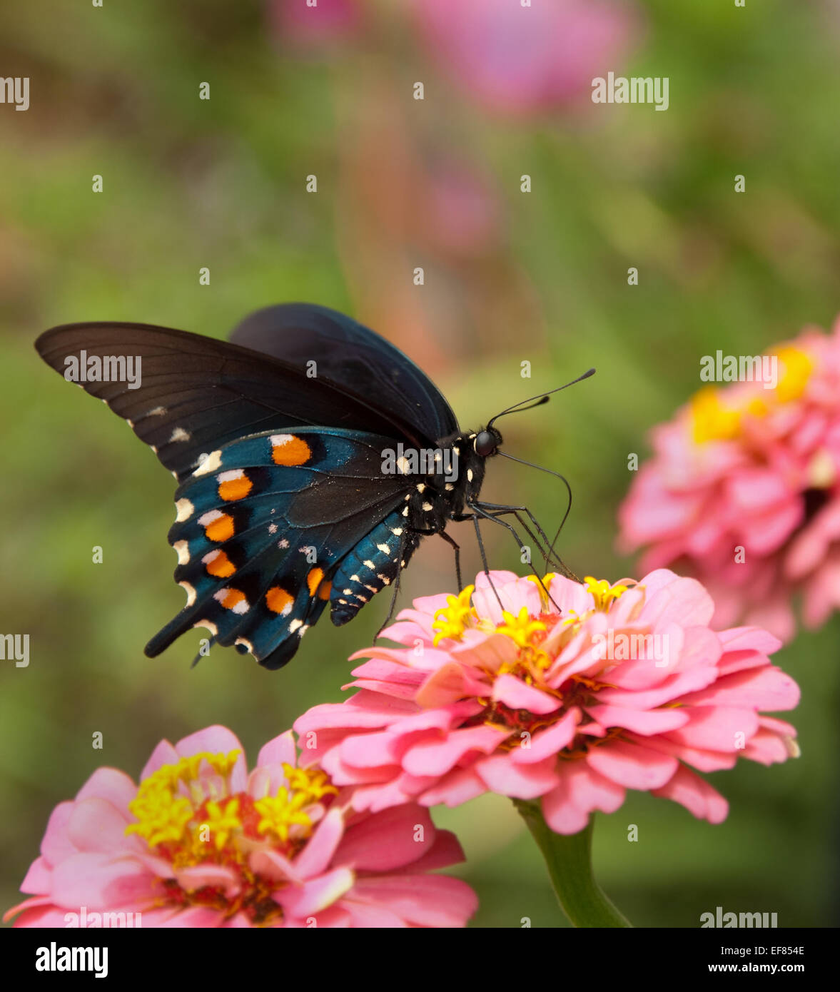 Green Swallowtail Butterfly on double pink Zinnia Stock Photo