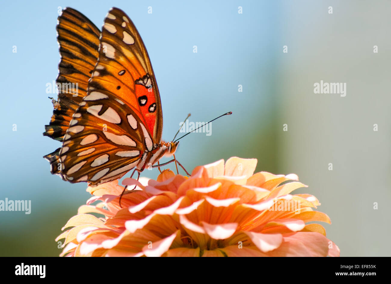 Agraulis Vanillae, Gulf Fritillary butterfly feeding on a coral colored Zinnia flower Stock Photo