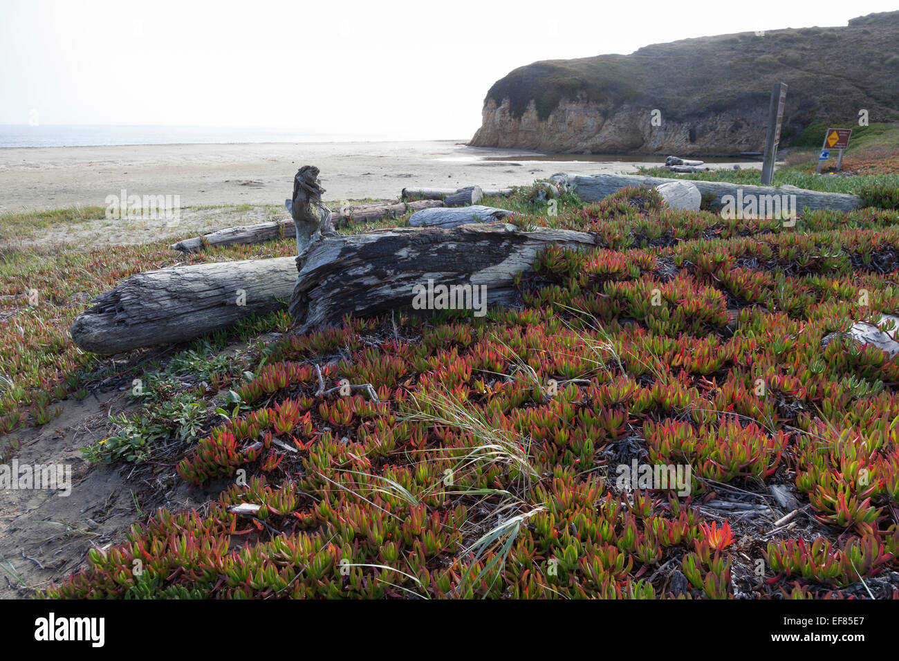 Invasive ice plants on Drakes Beach - Point Reyes, Point Reyes National ...