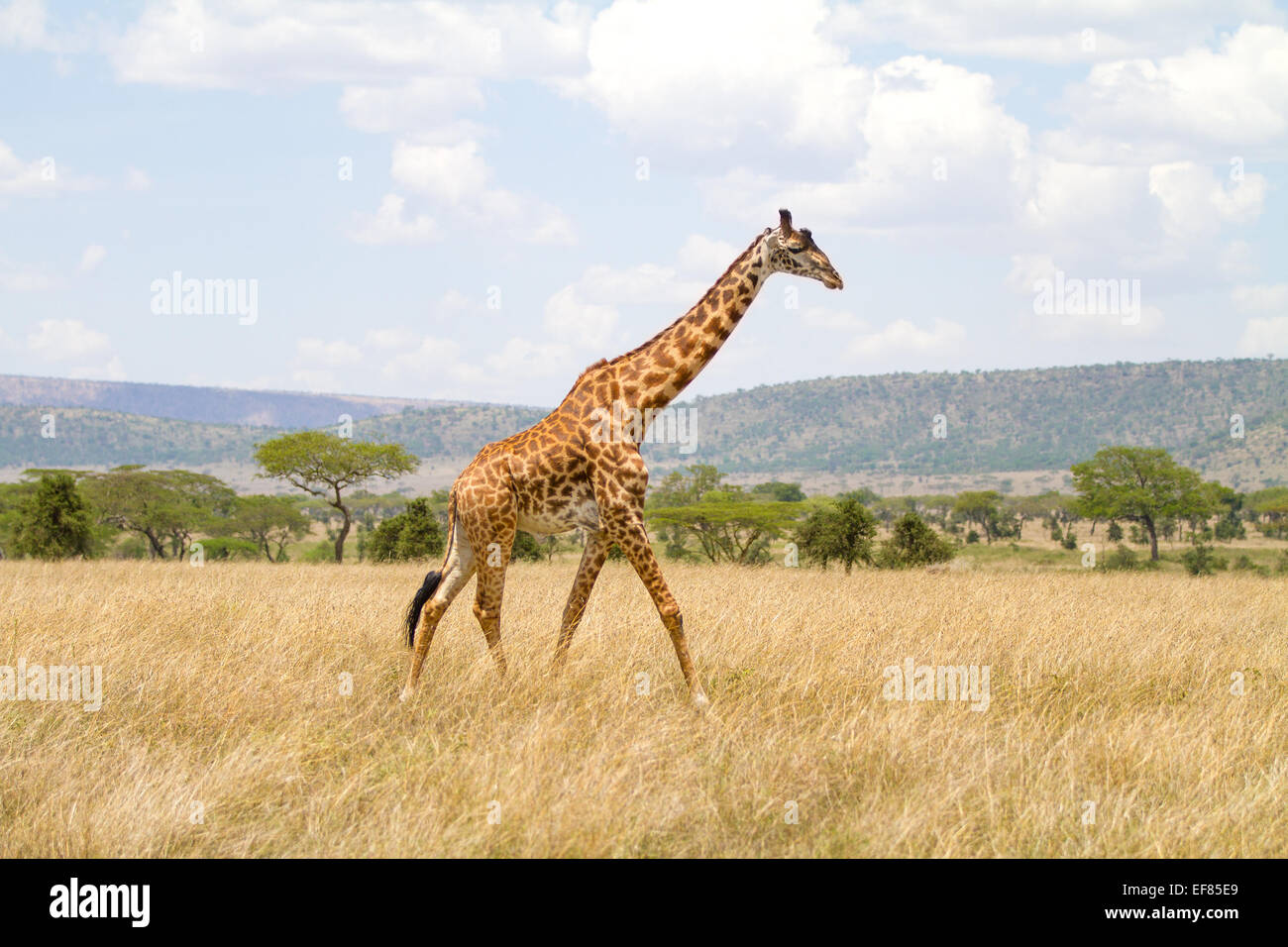 Large giraffe walks at the plains of Africa Stock Photo
