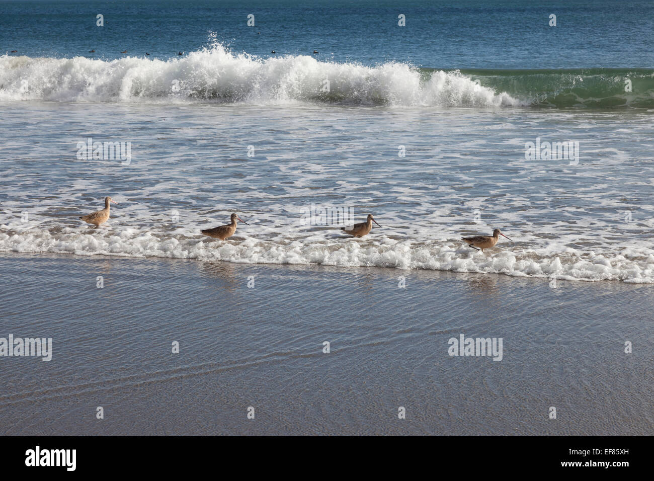 Point reyes national seashore birds hi-res stock photography and images ...