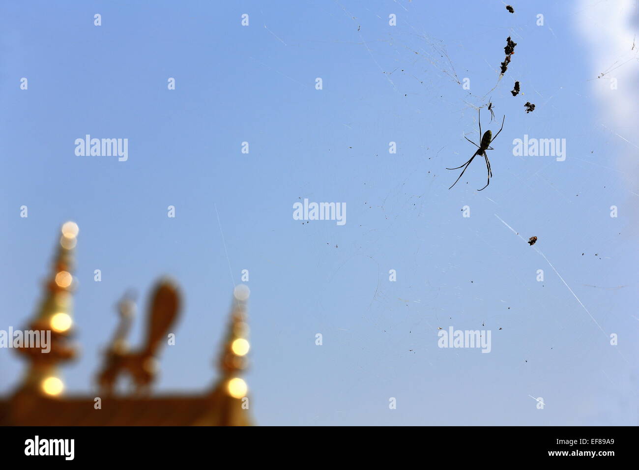 Giant spider and cobweb against the blue sky among the roof ornaments on the upper part of the 1978 AD-Thrangu Tashi Yangtse m. Stock Photo