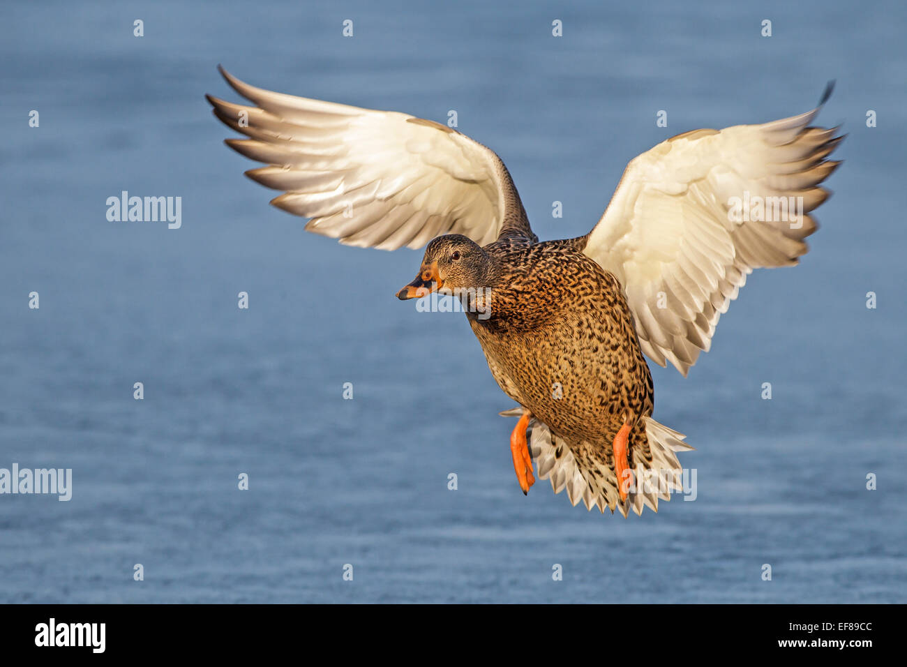 Mallard - Anas platyrhynchos - female Stock Photo