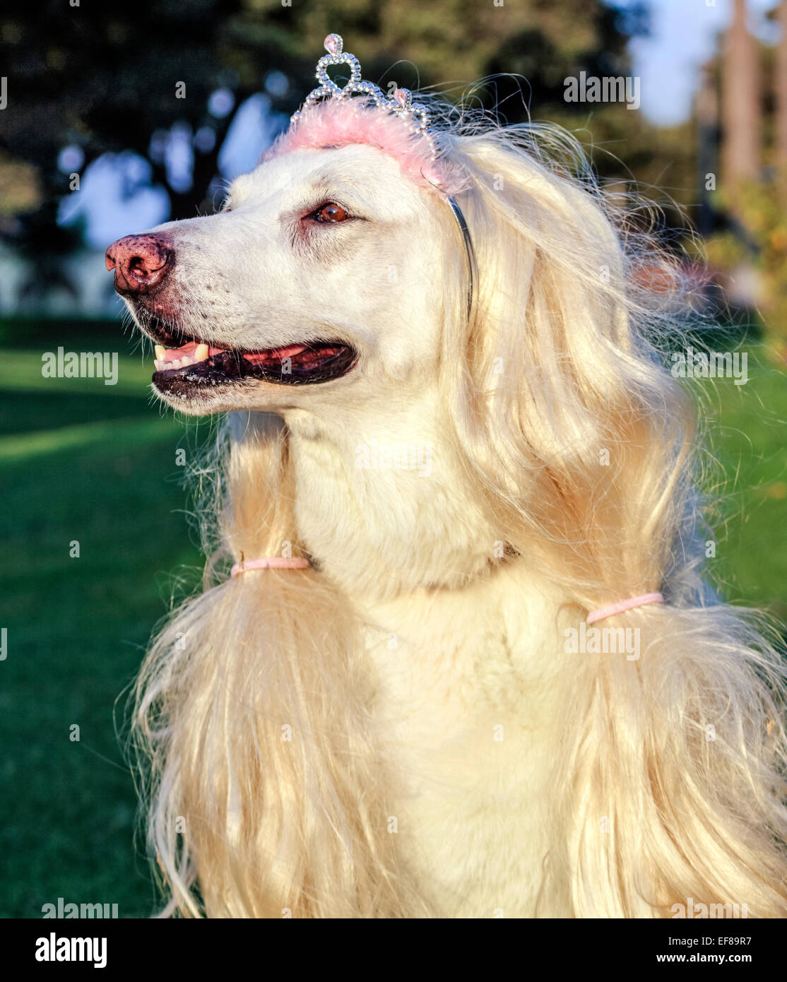 White German Shepherd wearing tiara and wig Stock Photo - Alamy