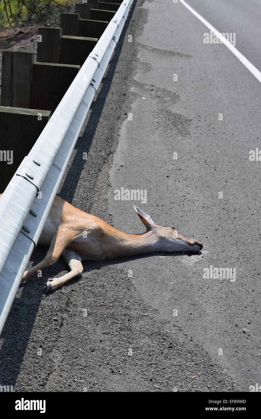 Dead deer on highway Stock Photo Alamy