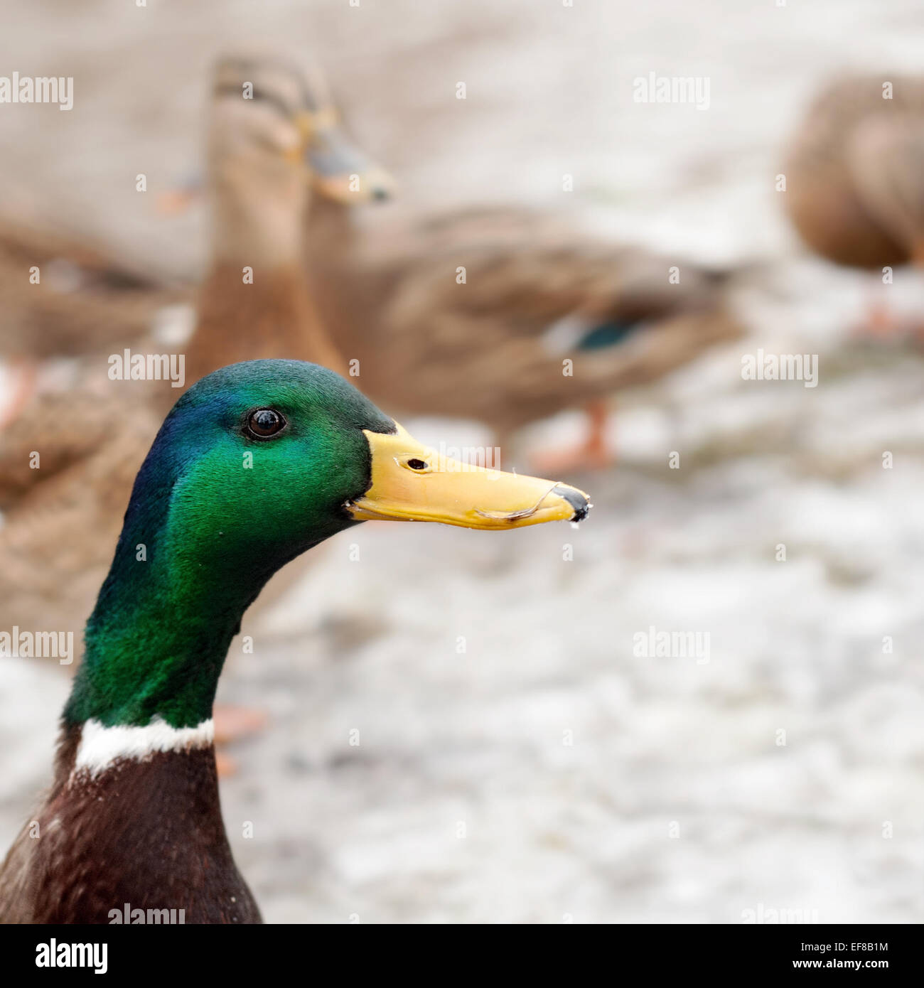 Mallard duck white background hi-res stock photography and images - Alamy