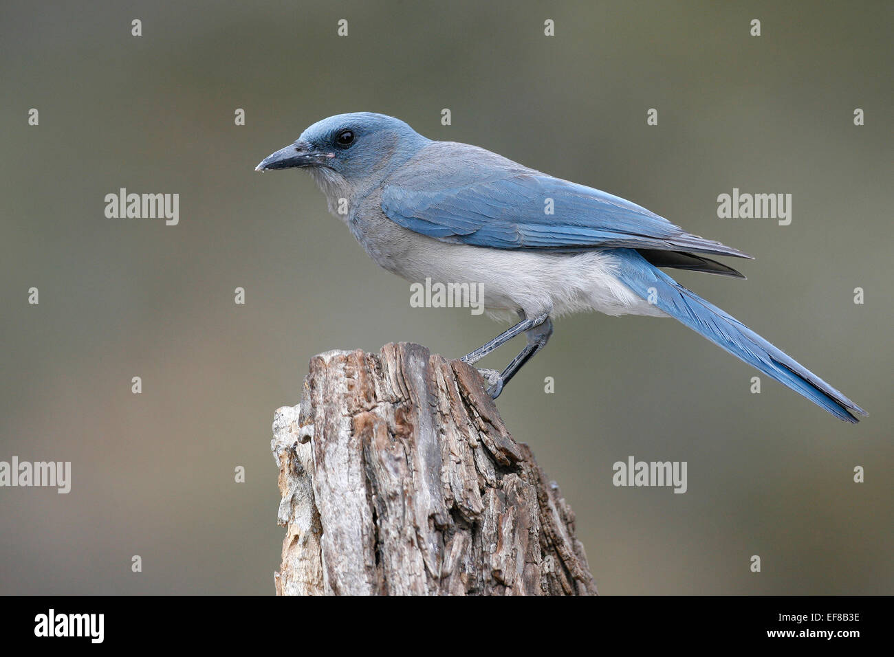 Mexican Jay - Aphelocoma ultramarina Stock Photo - Alamy