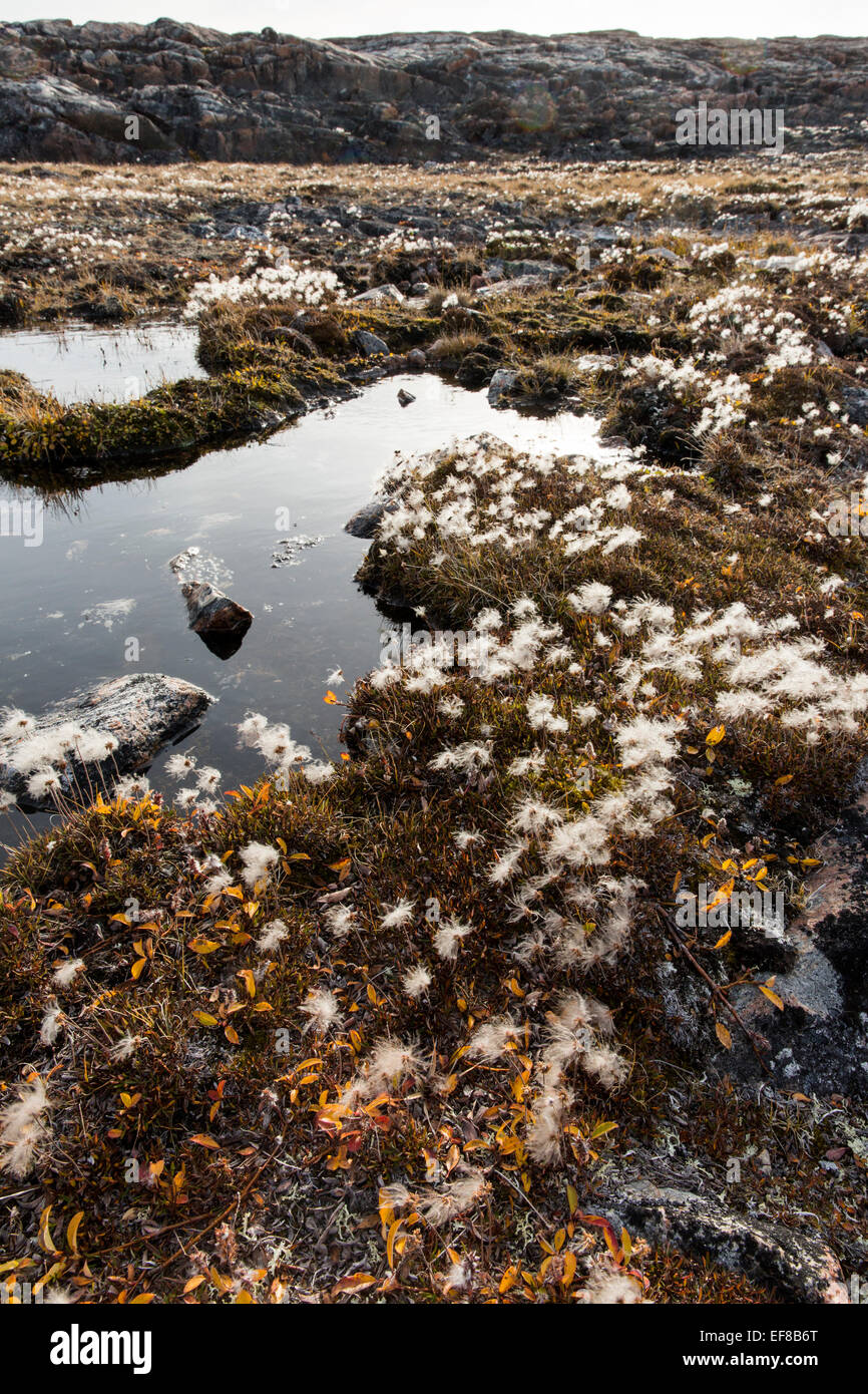 Tundra vegetation nunavut hires stock photography and images Alamy