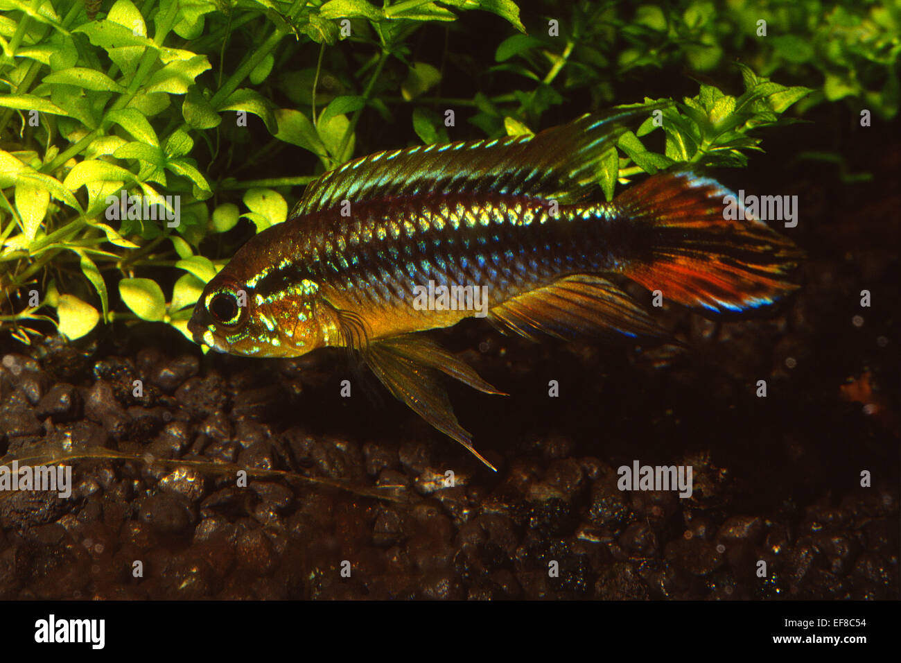 Apistogramma agasizii Cichlidae, South America Stock Photo