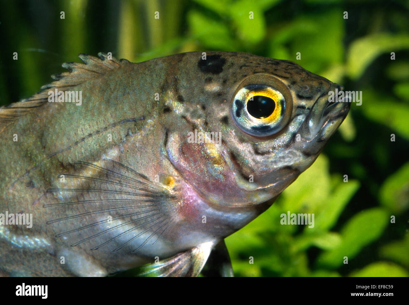 Young  Oscar Astronotus ocellatus Cichlidae, South America Stock Photo