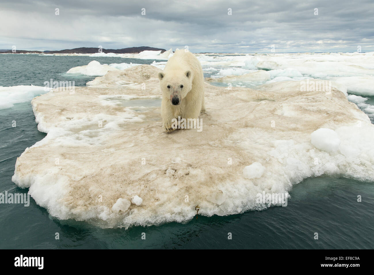 Canada, Nunavut Territory, Young Polar Bear (Ursus maritimus) standing at edge of ice pack in Frozen Strait near Arctic Circle a Stock Photo