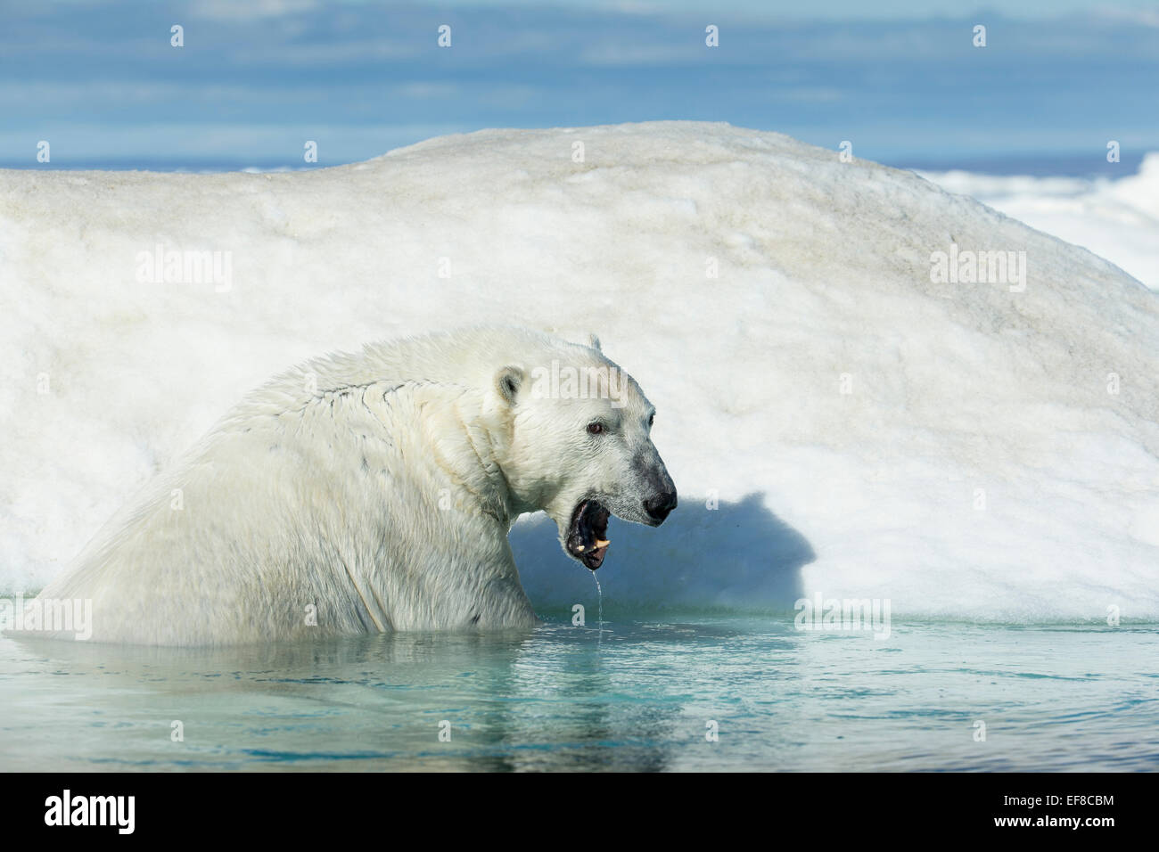 Canada, Nunavut Territory, Polar Bear (Ursus maritimus) climbing onto melting iceberg floating in Frozen Strait near Arctic Circ Stock Photo