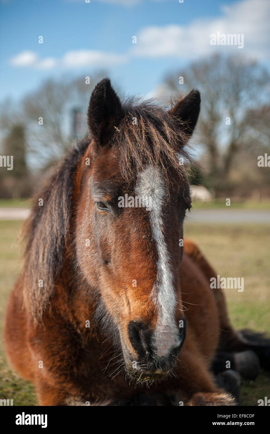 The New Forest pony is one of the recognised mountain and moorland or native pony breeds of the British Isles. Stock Photo