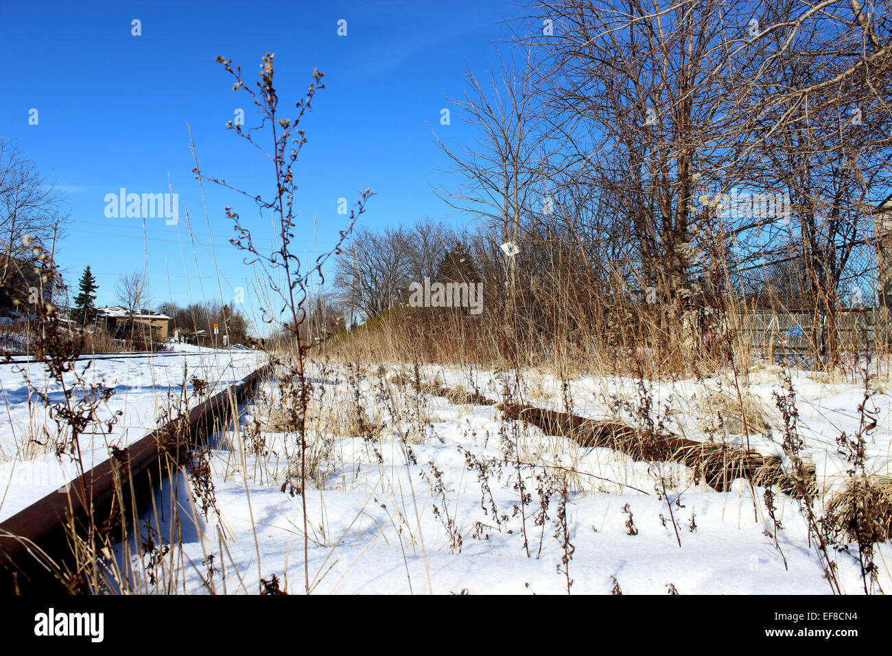 Color photo of wild flowers growing in the snow to the side of the train tracks in a lonely winter in Canada Stock Photo