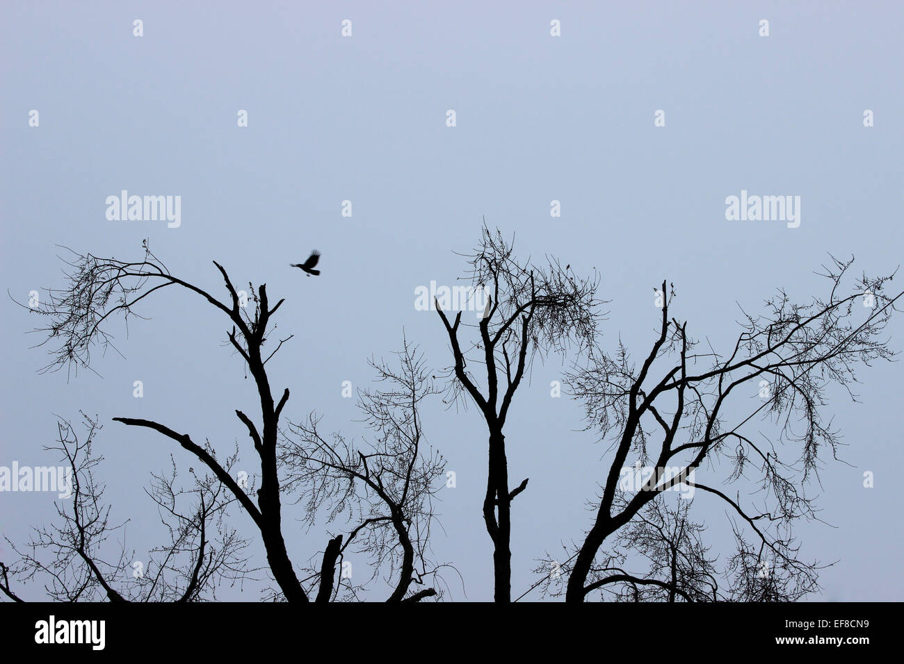 Capturing a solitary bird flying over the treetops of a winter landscape in Canada Stock Photo