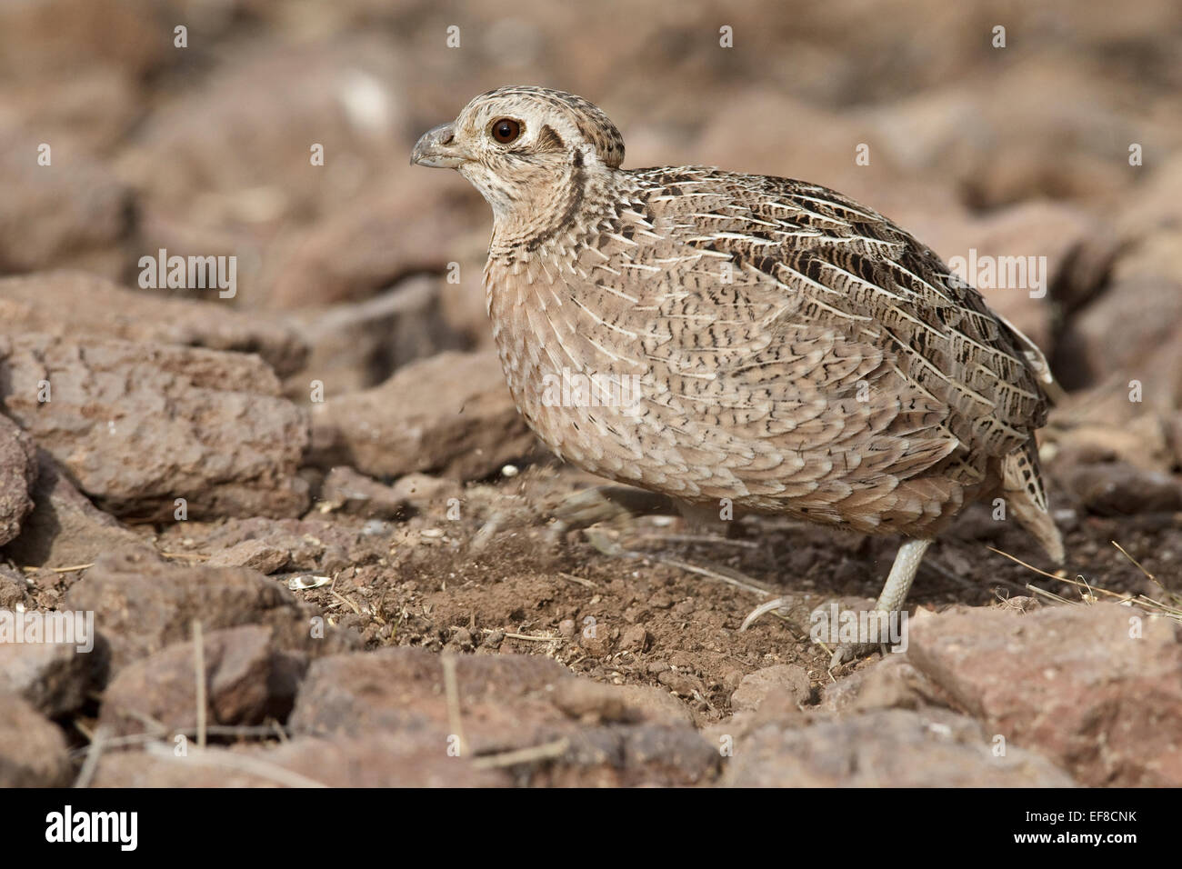Montezuma Quail Cyrtonyx montezumae female Stock Photo Alamy