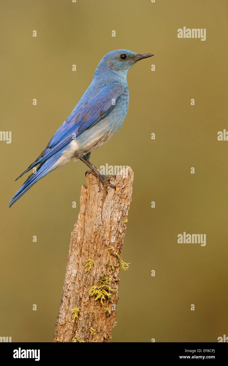Mountain Bluebird - Sialia currucoides - male Stock Photo - Alamy
