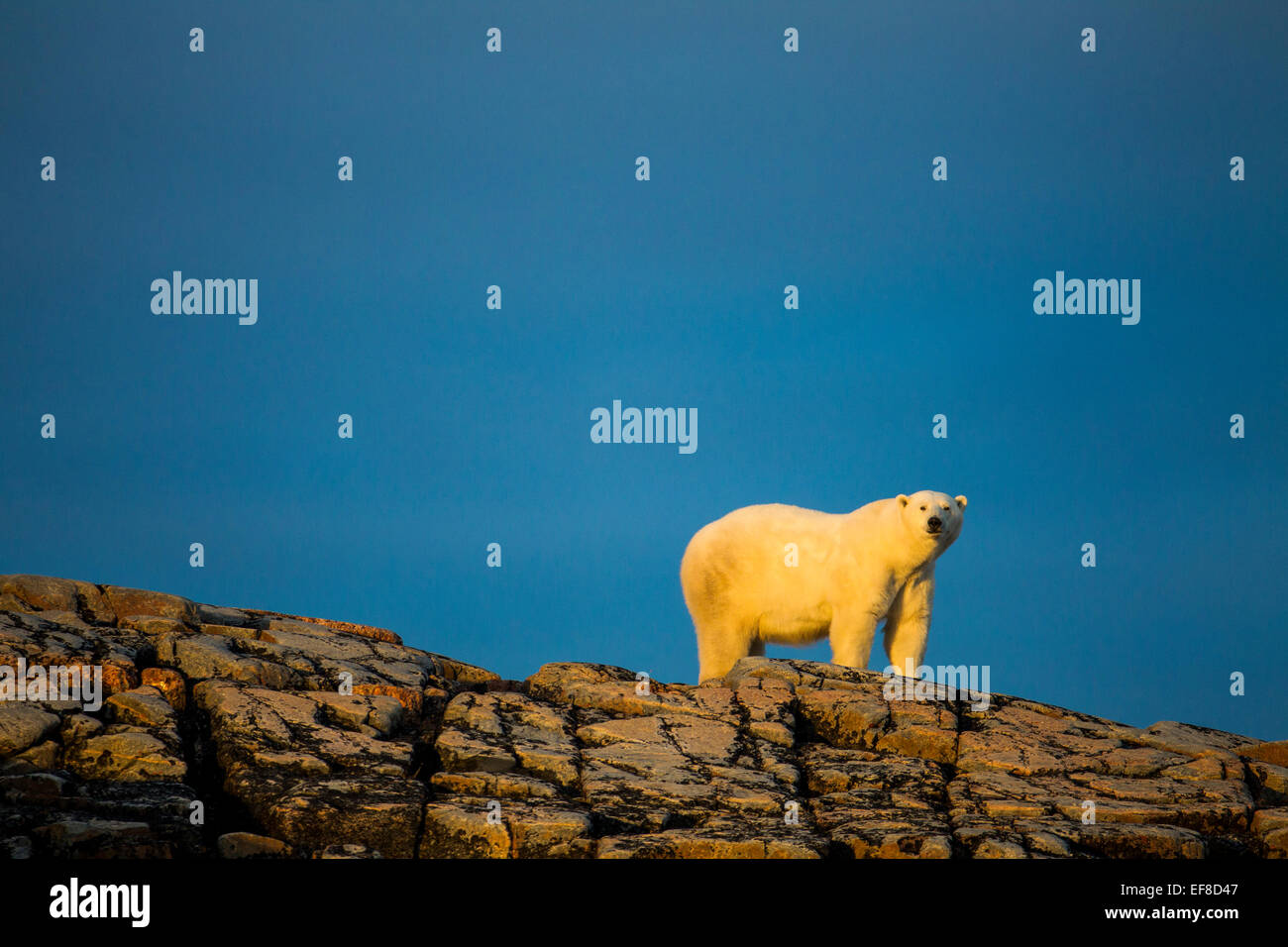 Canada, Nunavut Territory, Repulse Bay, Adult Male Polar Bear (Ursus maritimus) standing in summer sunshine on rocky outcrop ato Stock Photo