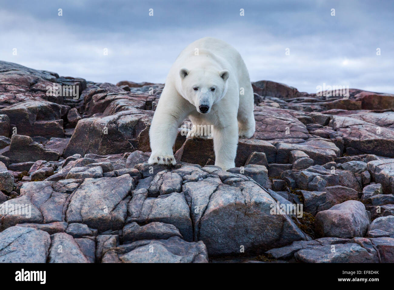 Canada, Nunavut Territory, Polar Bear near Arctic Circle along Hudson Bay Stock Photo