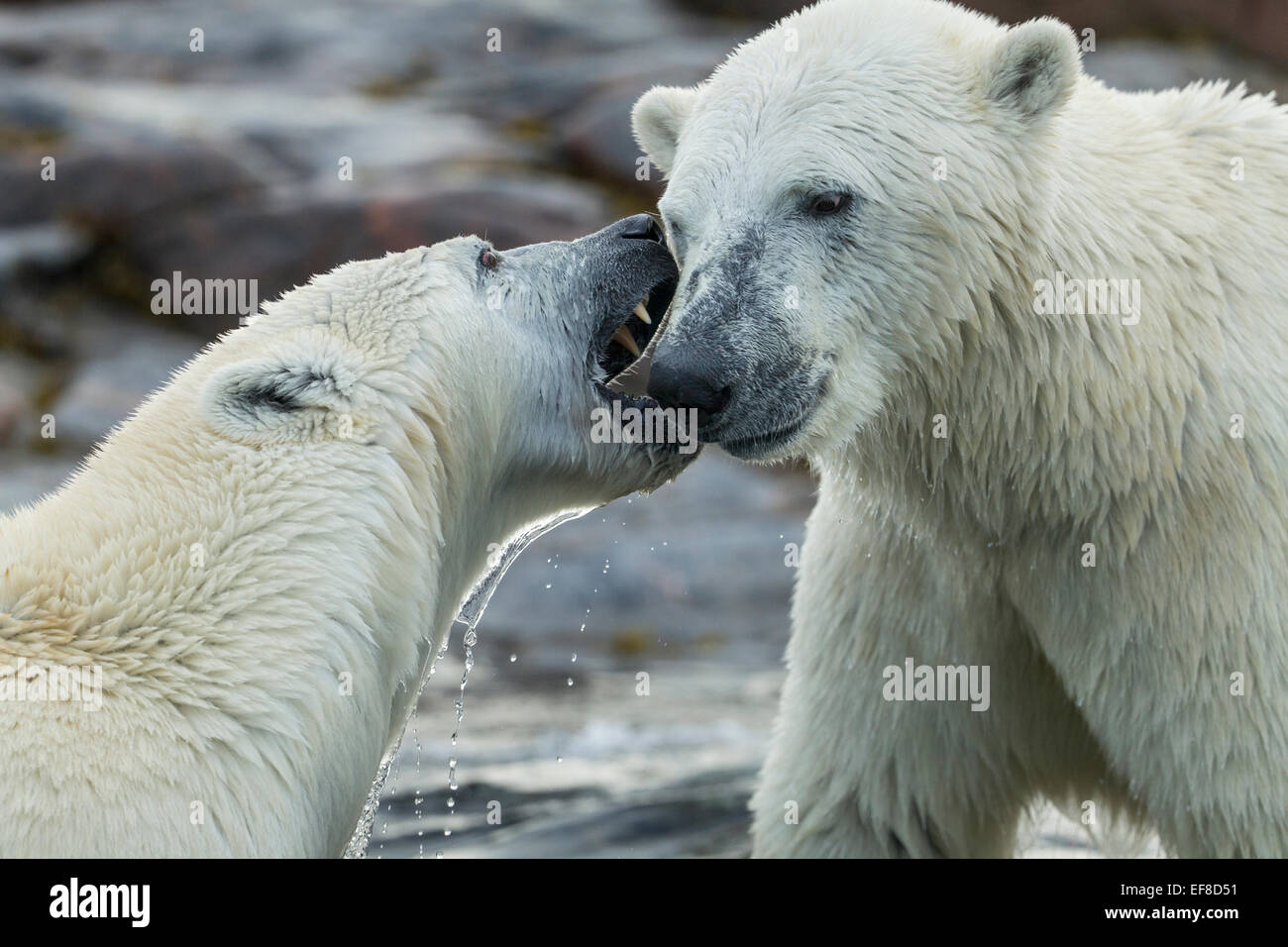 Aggressive polar bears ursus maritimus hires stock photography and