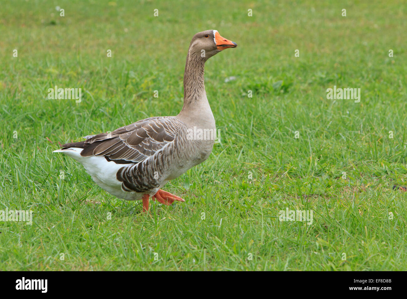 Greylag goose (Anser anser) in a field Stock Photo