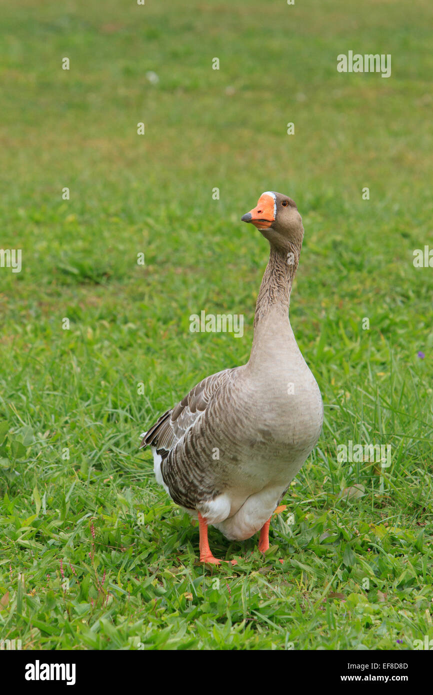Greylag goose (Anser anser) in a field Stock Photo
