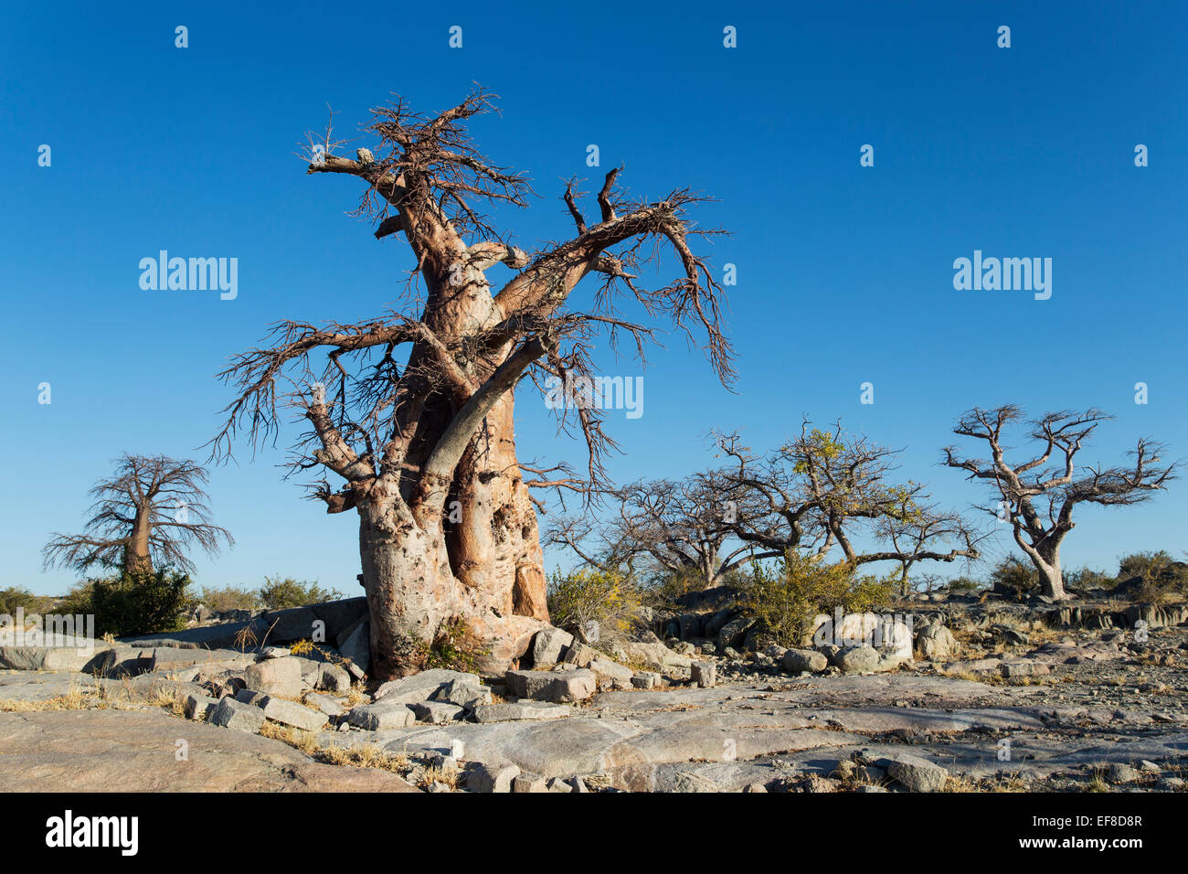 Africa, Botswana, Baobab trees on dry granite outcrop of Kubu Island in Makgadikgadi Pan Stock Photo